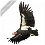 California Condor in flight stock image