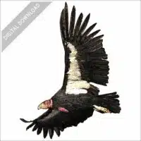 California Condor in flight stock image