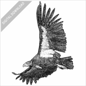 California Condor in flight