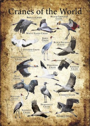 Crane Poster