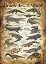 Crocodiles of the World