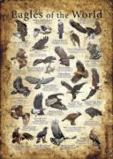 Eagles poster