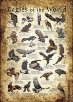 Eagles poster