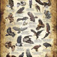 Eagles poster