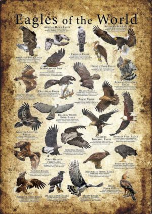 Eagles poster