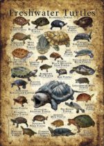 Freshwater Turtles of the World