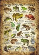 Frogs of North America =