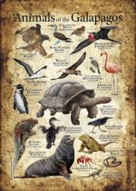 Animals of the Galapagos