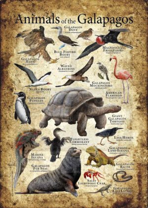 Animals of the Galapagos