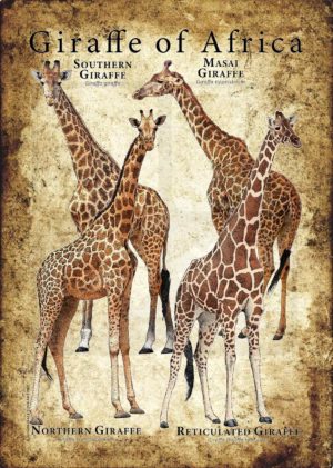 Giraffe poster