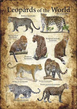 Leopards of the World Poster