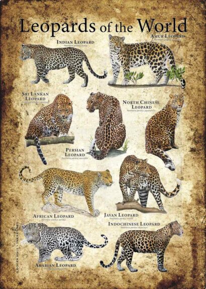Leopards of the World Poster