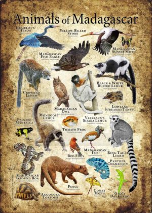 Animals of Madagascar