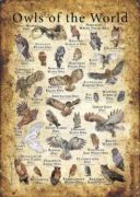 Owls of the World Poster
