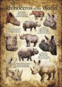 Rhinos of the World Poster