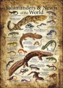 Salamanders and Newts of the World