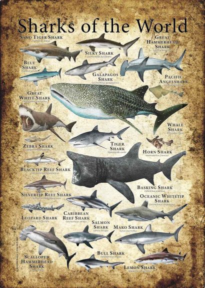 Sharks of the World Poster Print
