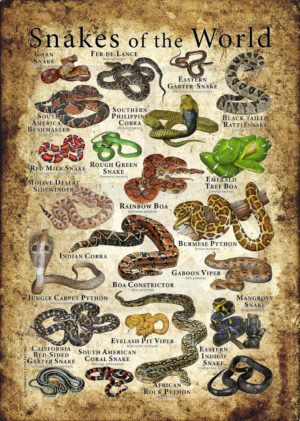 Snakes of the World Poster