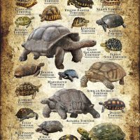 Tortoises of the World Poster