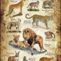 Wild Cats of Africa poster