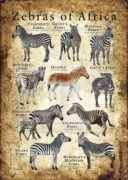 Zebras of Africa poster