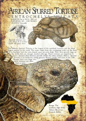 African Spurred Tortoise poster