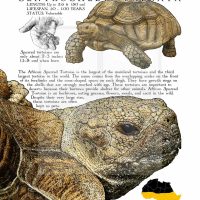 African Spurred Tortoise poster
