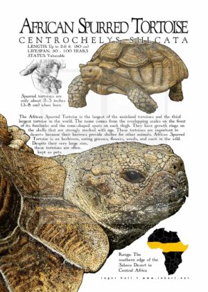 African Spurred Tortoise poster
