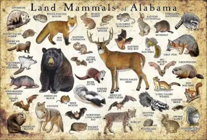 Mammals of Alabama poster