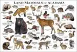 Mammals of Alabama poster print