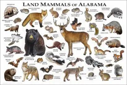 Mammals of Alabama poster print