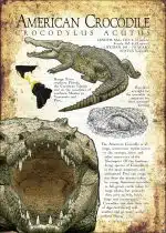 Infographic of the American Crocodile