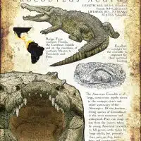 Infographic of the American Crocodile