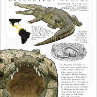 Infographic of an American Crocodile