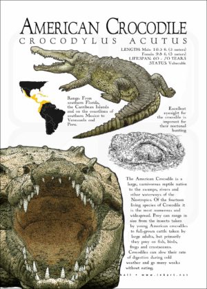 Infographic of an American Crocodile