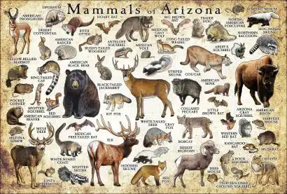 Mammals of Arizona Poster print