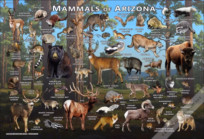 Mammals of Arizona Poster Print - Image 2