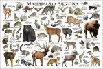 Mammals of Arizona Poster