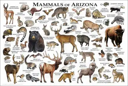 Mammals of Arizona Poster