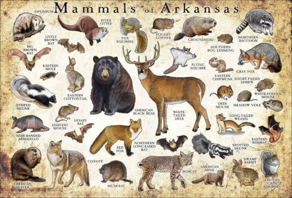 Mammals of Arkansas poster