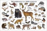 Mammals of Arkansas poster