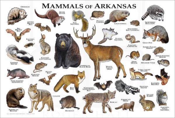 Mammals of Arkansas poster