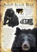 Asian or Asiatic Black Bear infographic