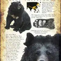 Asian or Asiatic Black Bear infographic