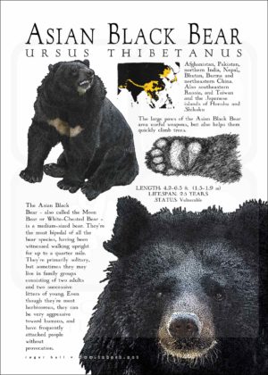 Asian or Asiatic Black Bear infographic