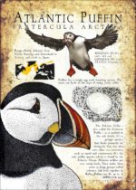 Atlantic Puffin Infographic Poster