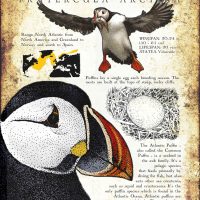 Atlantic Puffin Infographic Poster