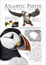Atlantic Puffin infographic poster