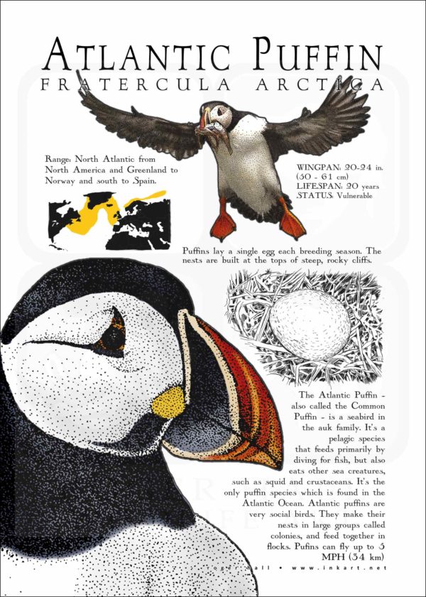 Atlantic Puffin infographic poster