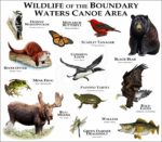 Wildlife of the Boundary Waters Canoe Area print